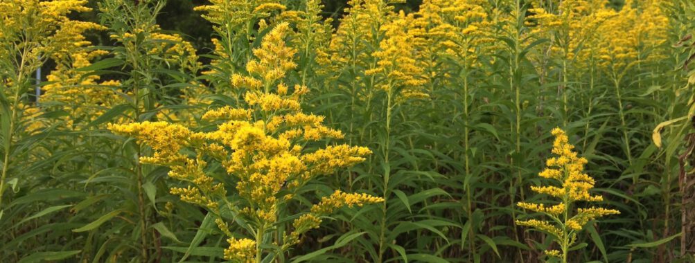 Растительный террорист — Амброзия