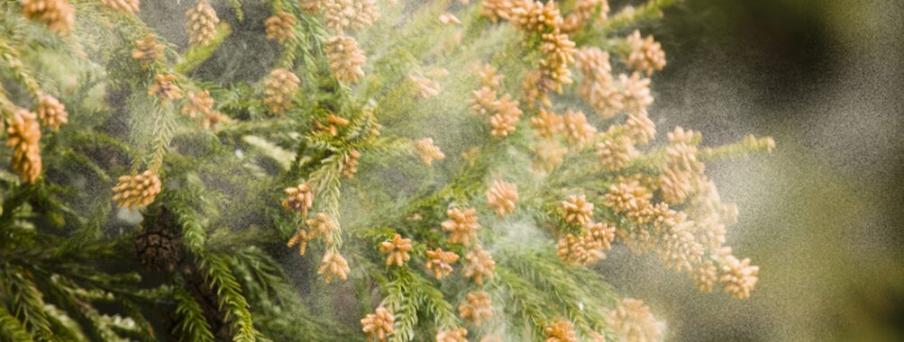 Аллергия на белок, содержащийся в продуктах питания или в окружающем пространстве (пыльца деревьев, травы)