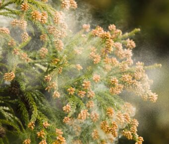 Аллергия на белок, содержащийся в продуктах питания или в окружающем пространстве (пыльца деревьев, травы)